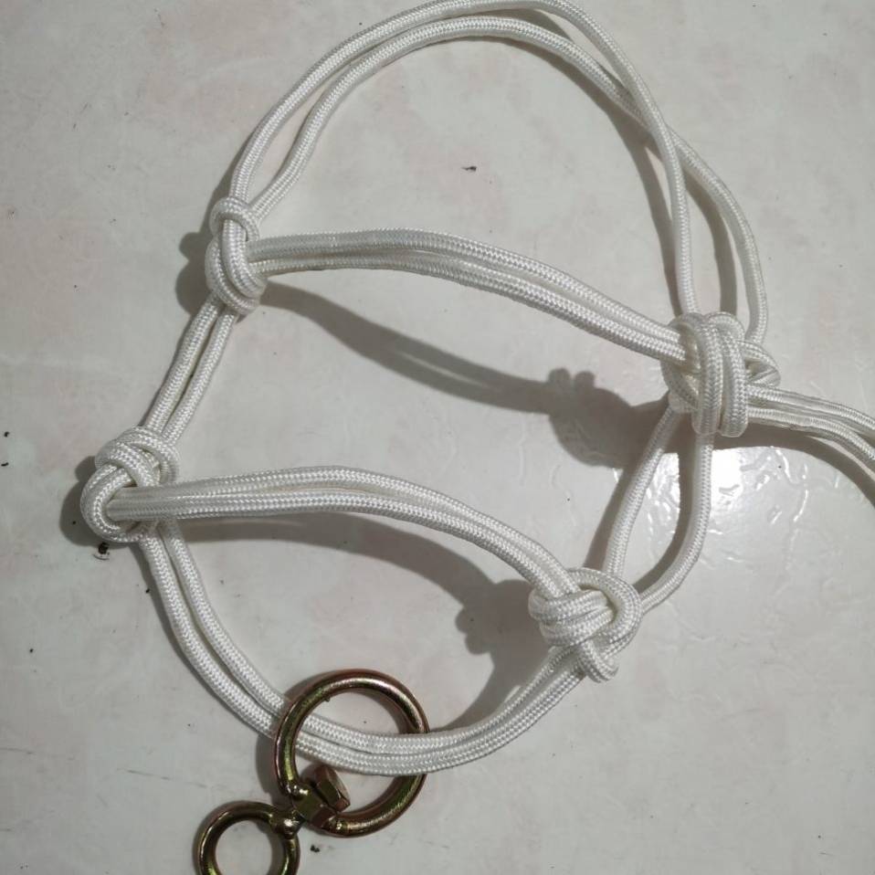 8mm with oxen horseback under 600 kg white - D55